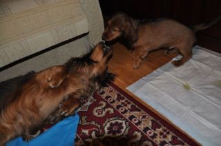 Jamnik d�ugow�osy